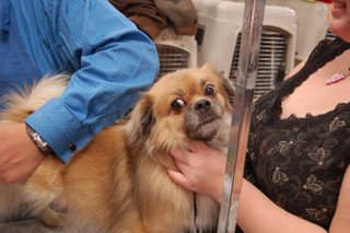 Illustration for article titled The Westminster Dog Show: Bitches, Man, Bitches